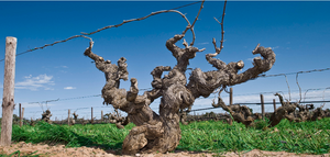 Glaetzer Amon-Ra Shiraz 2016 (RP:96)