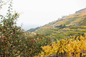 Pichler-Krutzler Riesling "Loibenberg" 2011 (Falstaff 92-94)