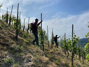 Weingut C. von Nell-Breuning Kaseler Dominikanerberg (Monopole) Riesling Auslese 2018