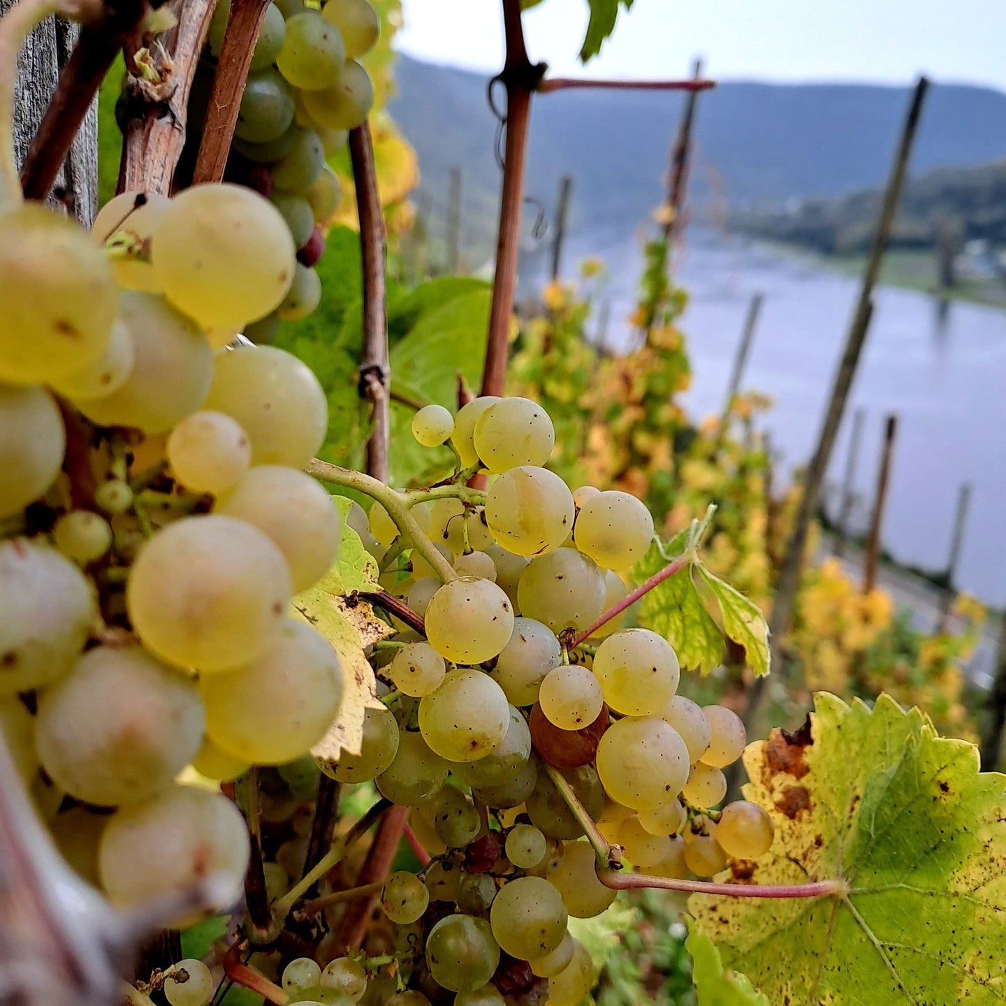 Weingut Immich-Batterieberg "Jour Fixe" Riesling Brut Nature 2016