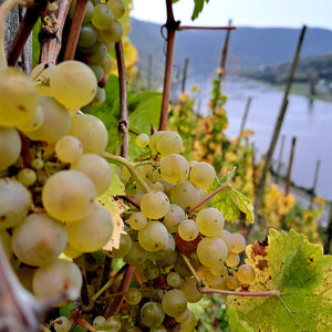 Weingut Immich-Batterieberg "C.A.I." Riesling Kabinett Trocken 2022 (RP: 92)