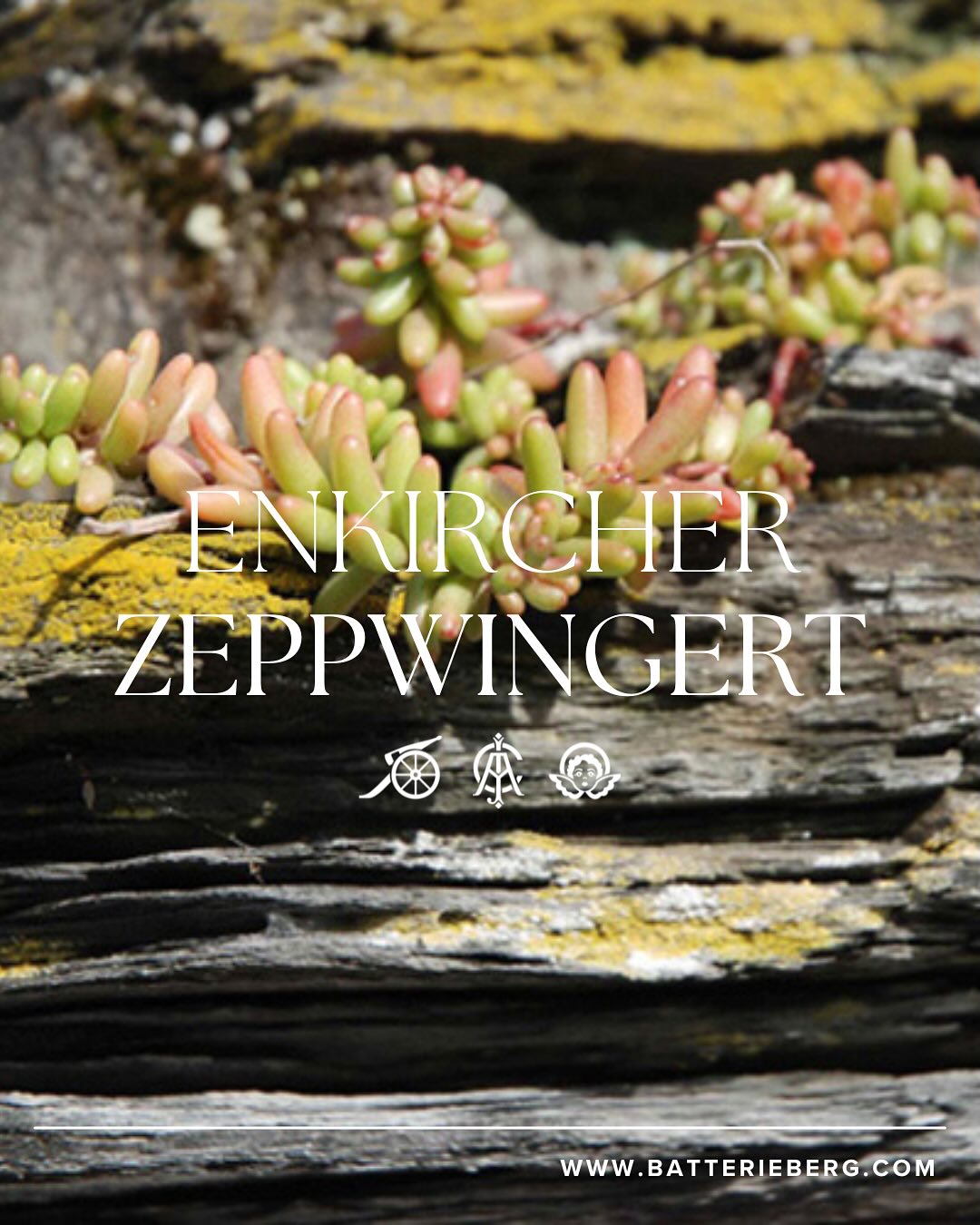 Mosel經典Cru （超過100年老藤，無接枝) - Weingut Immich-Batterieberg "Zeppwingert Reserve" Riesling 2023 (JS: 100, RP: 97)