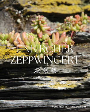 Mosel經典Cru （超過100年老藤，無接枝) - Weingut Immich-Batterieberg "Zeppwingert Reserve" Riesling 2023 (JS: 100, RP: 97)