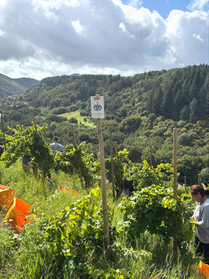 Weingut C. von Nell-Breuning Kaseler Dominikanerberg (Monopole) Riesling Auslese 2018