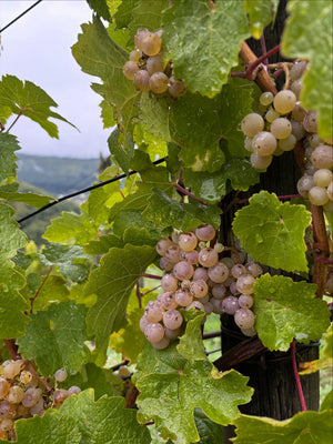 Weingut C. von Nell-Breuning Kaseler Dominikanerberg (Monopole) Riesling Alte Reben Trocken 2019 (Old Vines Dry Style)