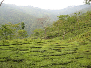 Saicho 'Darjeeling' Sparkling Cold Brewed Tea with Gift Box (0% Alc)