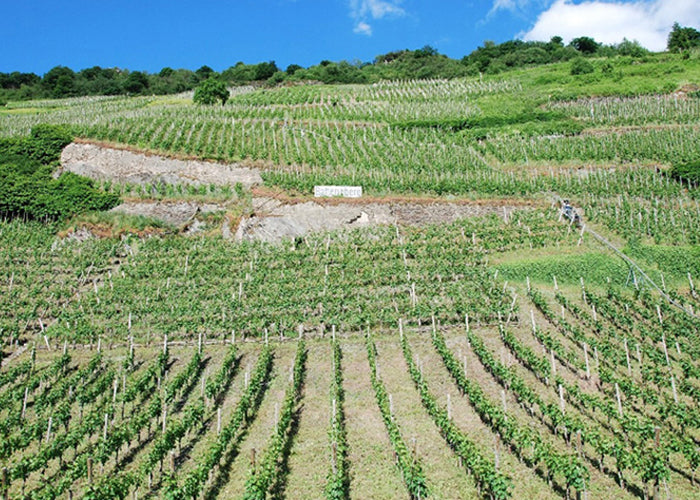 Weingut Immich-Batterieberg "Detonation" Riesling 2021 (RP: 91+)