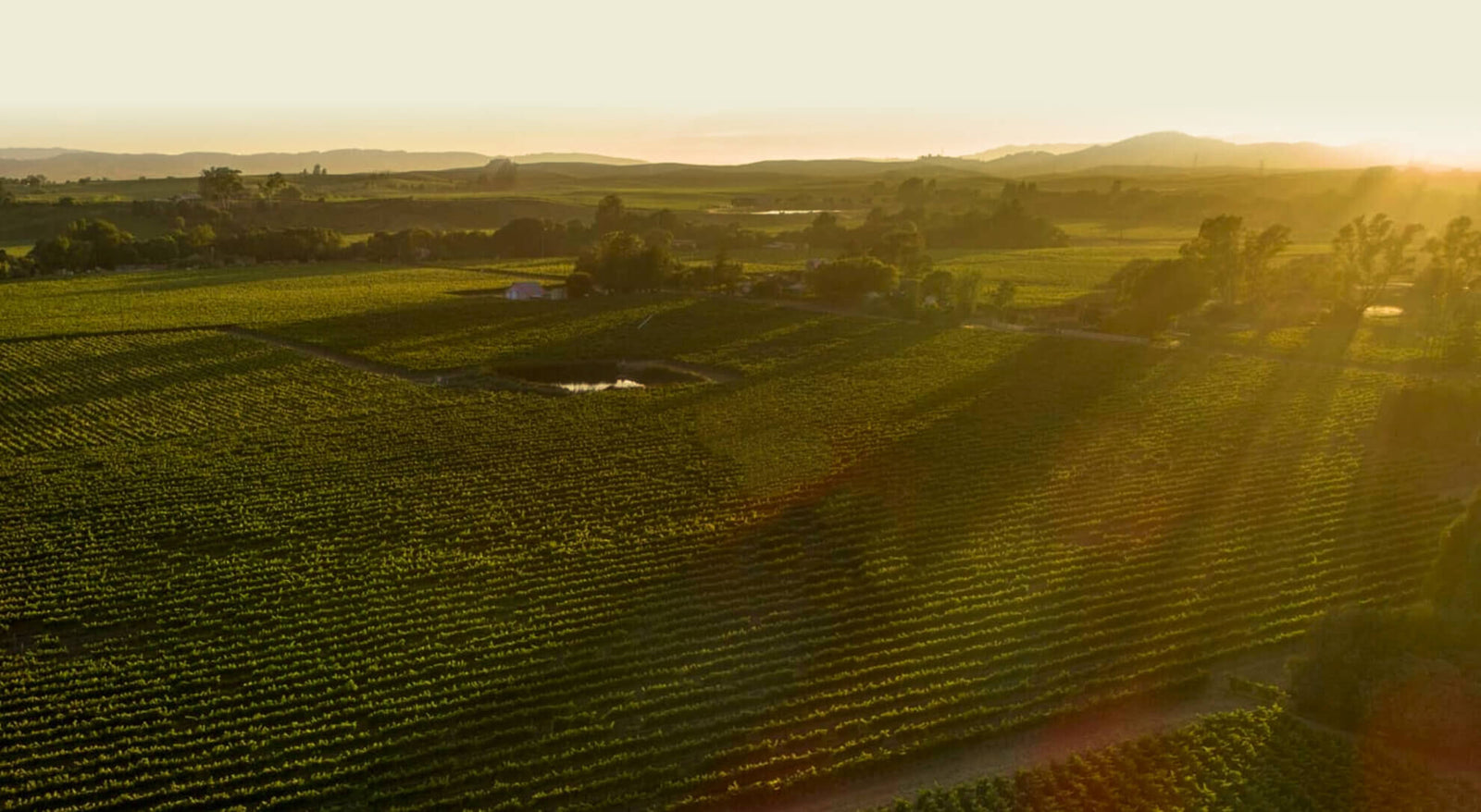 Cakebread Cellars Cabernet Sauvignon Napa Valley 2020