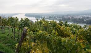 Pichler-Krutzler Grüner Veltliner "Wunderburg" 2011 (Falstaff: 92-94)
