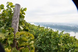 Pichler-Krutzler Grüner Veltliner "Pfaffenberg" 2012 (RP:92)
