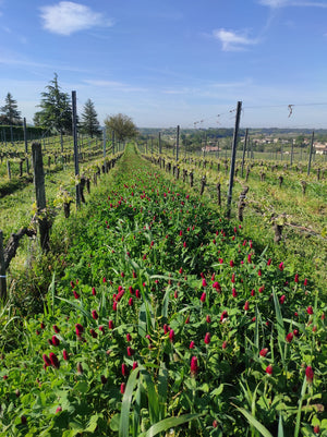 Château Puybarbe Gaïa de Château Puybarbe 2019 (Decanter: 91, HVE 3)