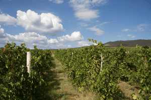 波爾多『加菲貓』莊主保加利亞出品 - Domaine Bessa Valley BV by Enira 2011 (RP: 91)